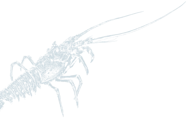 Langosta derecha